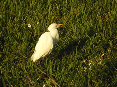 Bubulcus ibis image