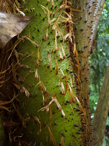 helecho gigante (Cyathea tenera)