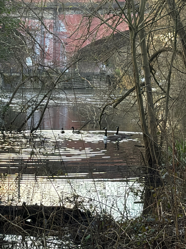 Canada Goose observed by prathamdhawan23