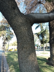 Quillaja saponaria