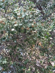 Quillaja saponaria