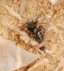 Nurscia albomaculata