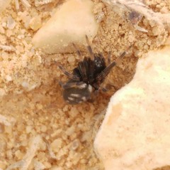 Nurscia albomaculata