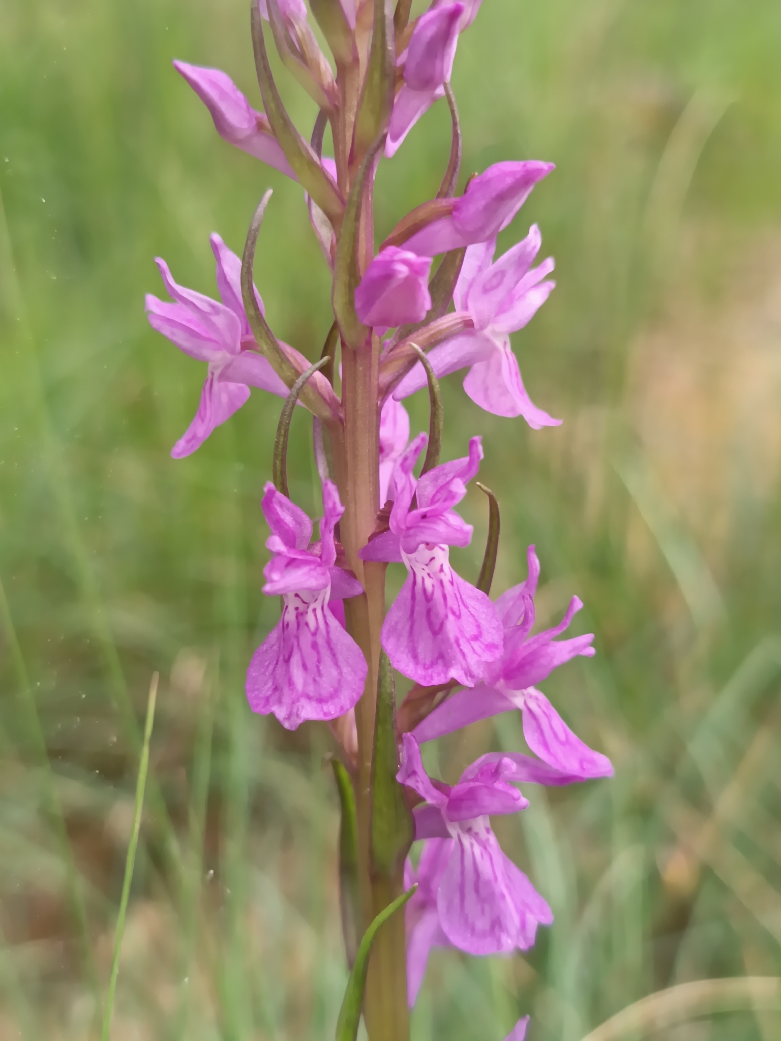 Robust Marsh-Orchid (Dactylorhiza elata)