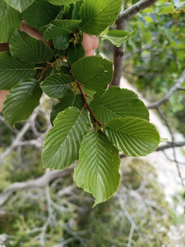 Alpine Buckthorn (Rhamnus alpina)