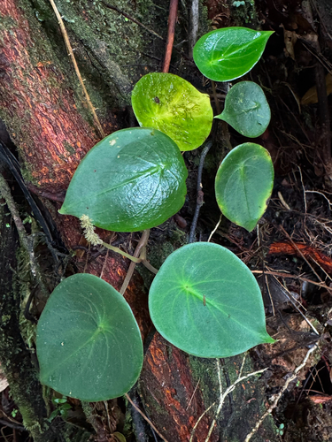 West Indian peperomia (Peperomia hernandiifolia)