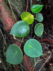 Peperomia hernandiifolia, photograph (c) Matteo Bellucci, some rights reserved (CC BY)