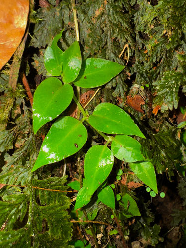 yellowshrub (Schradera exotica)