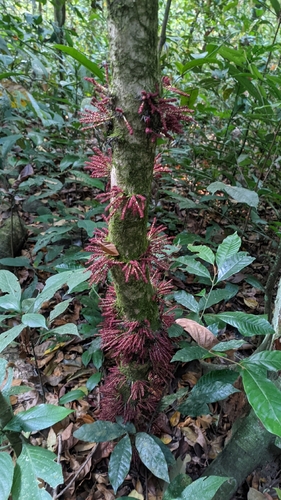 Baccaurea courtallensis, photograph 3