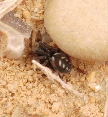 Nurscia albomaculata