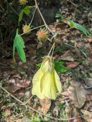 Bush Sorrel (Hibiscus surattensis)
