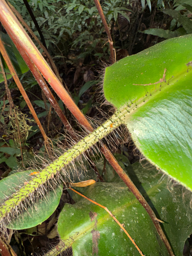 West Indian Tongue Fern (Elaphoglossum crinitum)