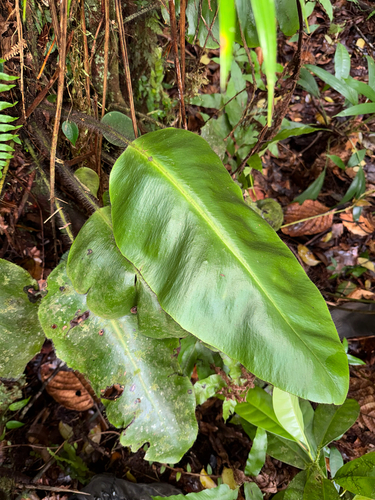 Elaphoglossum crinitum, photograph 4