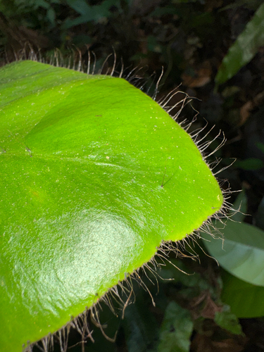 Elaphoglossum crinitum, photograph 5
