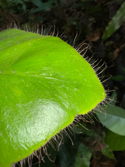 Elaphoglossum crinitum, photograph (c) Matteo Bellucci, some rights reserved (CC BY)
