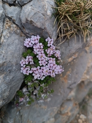 Petrocallis pyrenaica, photograph author not stated, no rights reserved