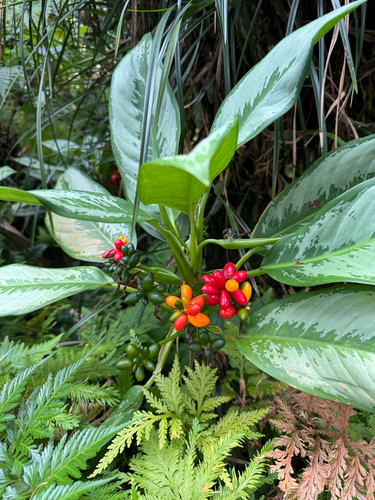 Aglaonema commutatum observed 2026-03-01