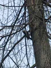 Dendrocopos major