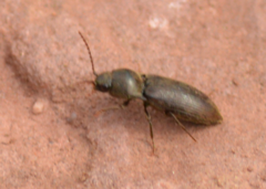 Agriotes obscurus