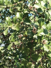 Quillaja saponaria