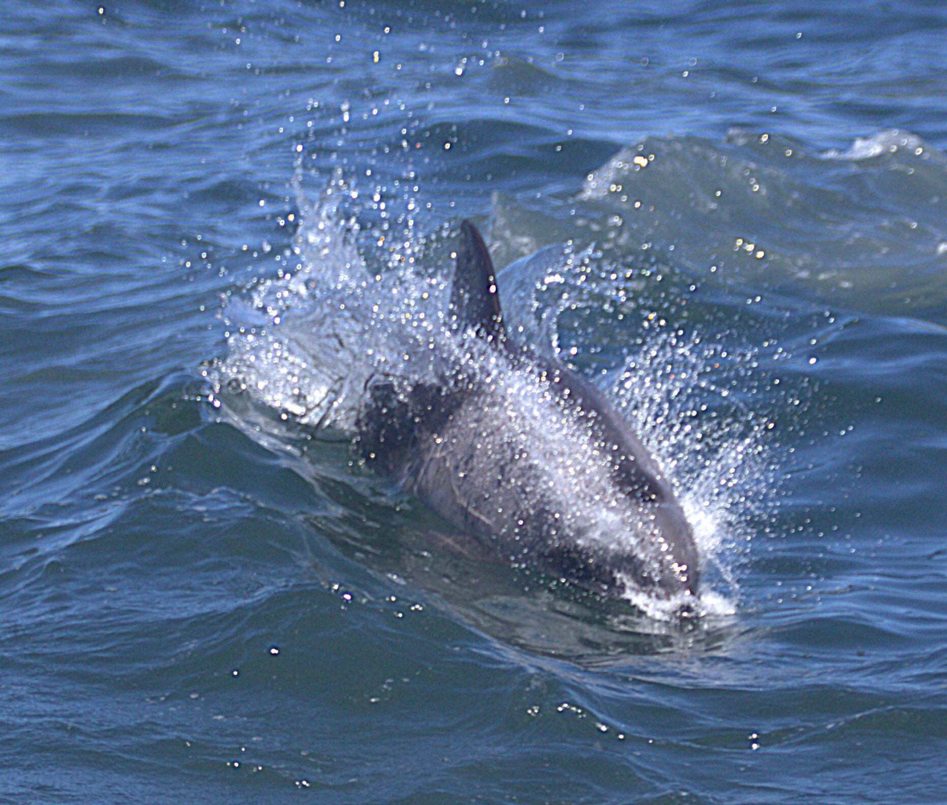 Cephalorhynchus heavisidii