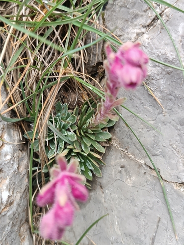 Reddish Saxifrage (Saxifraga media)