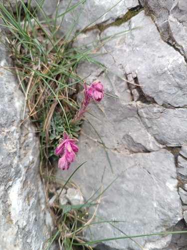 Saxifraga media, photograph 6