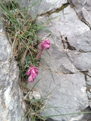 Saxifraga media, photograph author not stated, no rights reserved