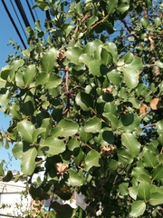 Quillaja saponaria