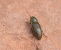 Agriotes obscurus