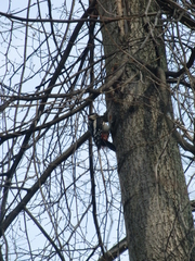 Dendrocopos major