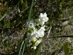 Narcissus dubius