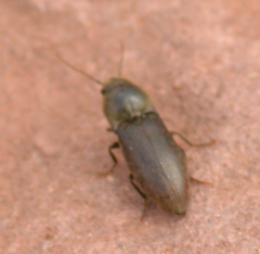 Agriotes obscurus