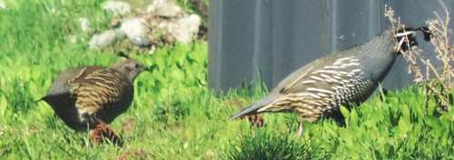 California Quail observed by dougbrown