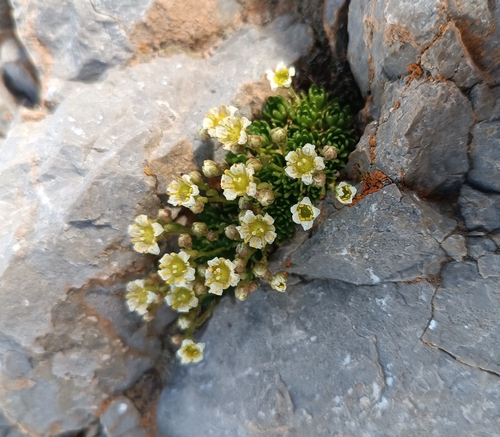 Musky Saxifrage (Saxifraga moschata)