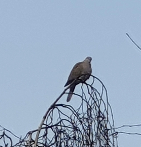 hrdlička zahradní observed by ruzickajan