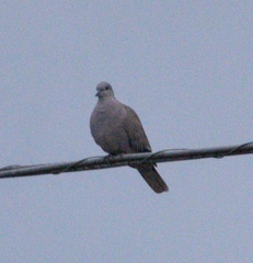 Streptopelia decaocto