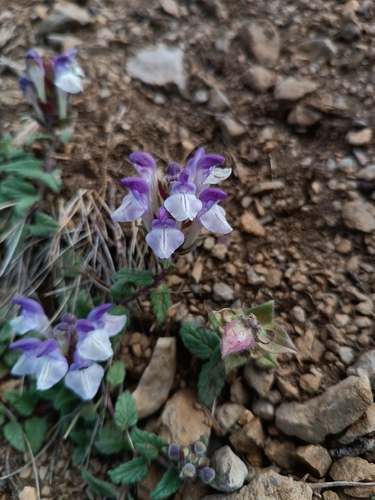 Alpine Skullcap (Scutellaria alpina)