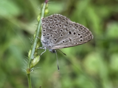 African Grass Blue