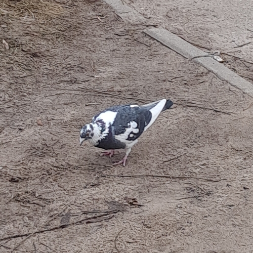 Gołąb miejski observed by cecilbarabasz