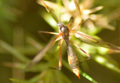 Ptychoptera albimana