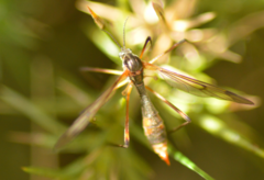 Ptychoptera albimana