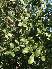 Quillaja saponaria