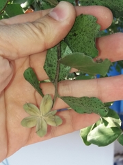 Quillaja saponaria