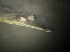 African Slender-Snouted Crocodile photo 5