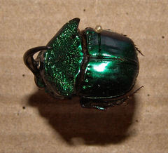 Phanaeus borealis