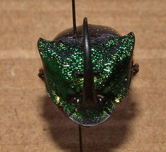 Phanaeus borealis