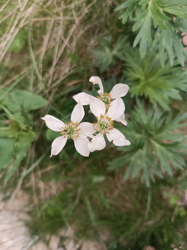 Narcissus-flowered Anemone (Anemonastrum narcissiflorum)