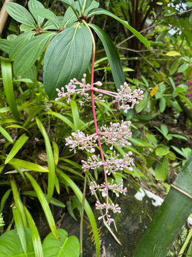 Medinilla pendula observed 2026-03-01