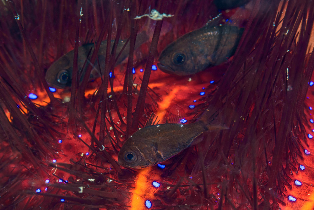 Sea Urchin Cardinalfish photo 5